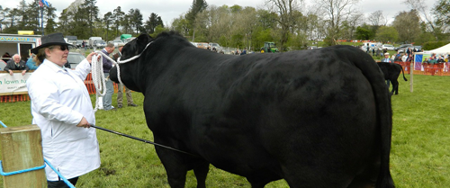 bull in livestock competition