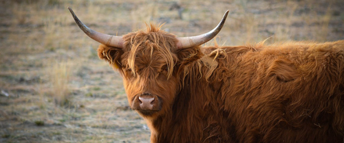 livestock yak